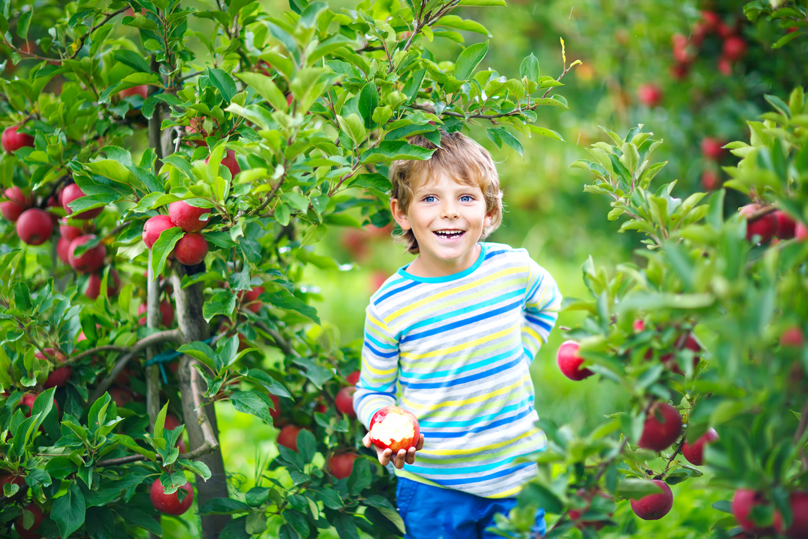 Active happy blond kid boy picking and eating red apples on organic farm, autumn outdoors