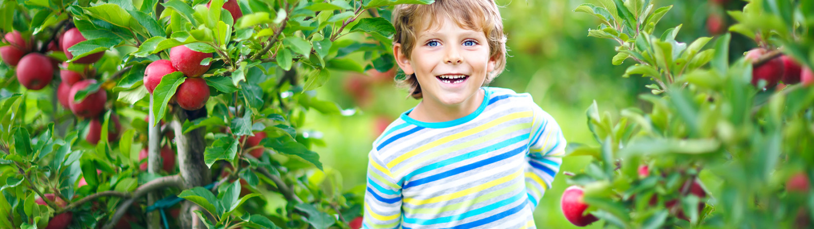 Active happy blond kid boy picking and eating red apples on organic farm, autumn outdoors