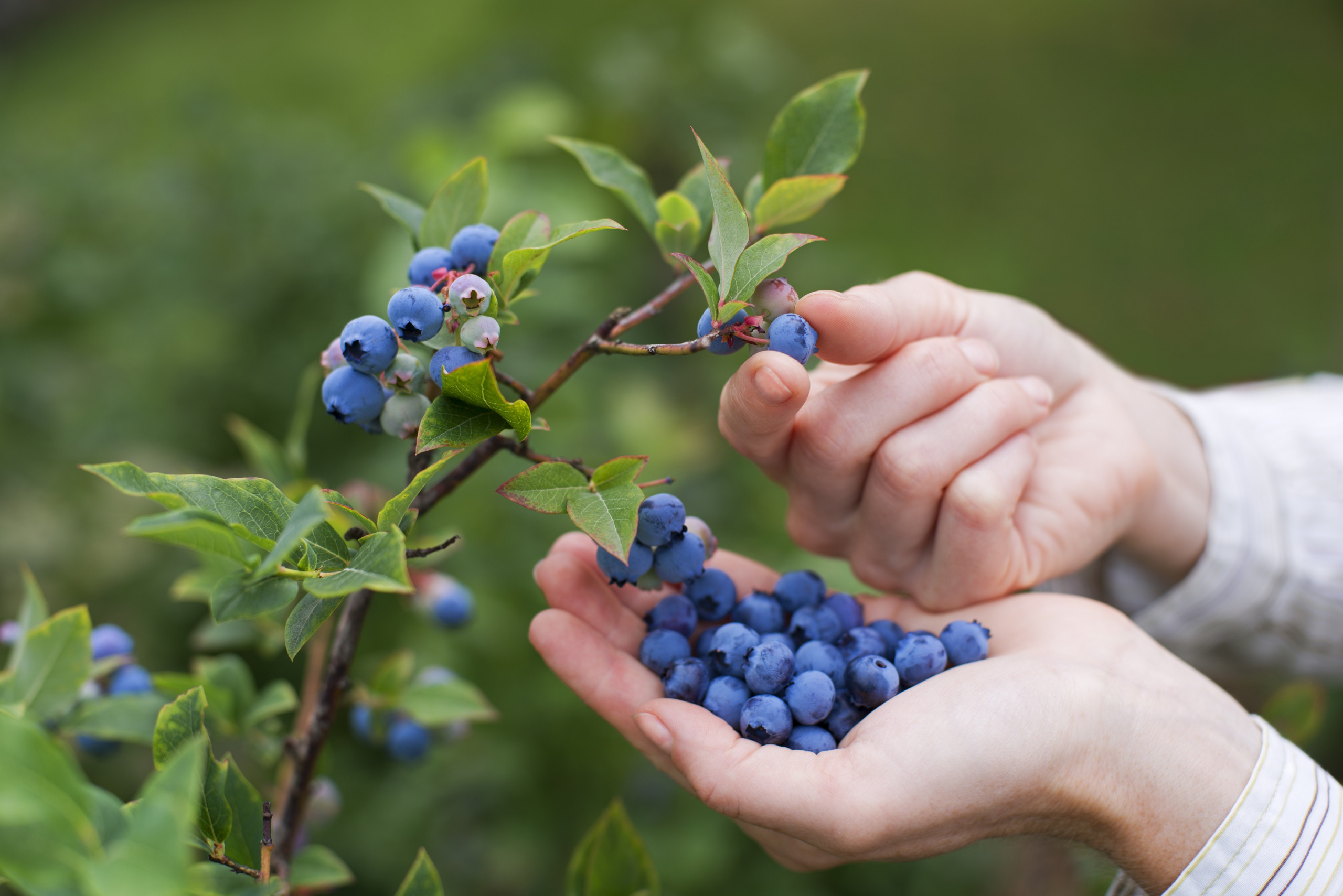 Women picking ripe blueberries close up shoot 21079760_l