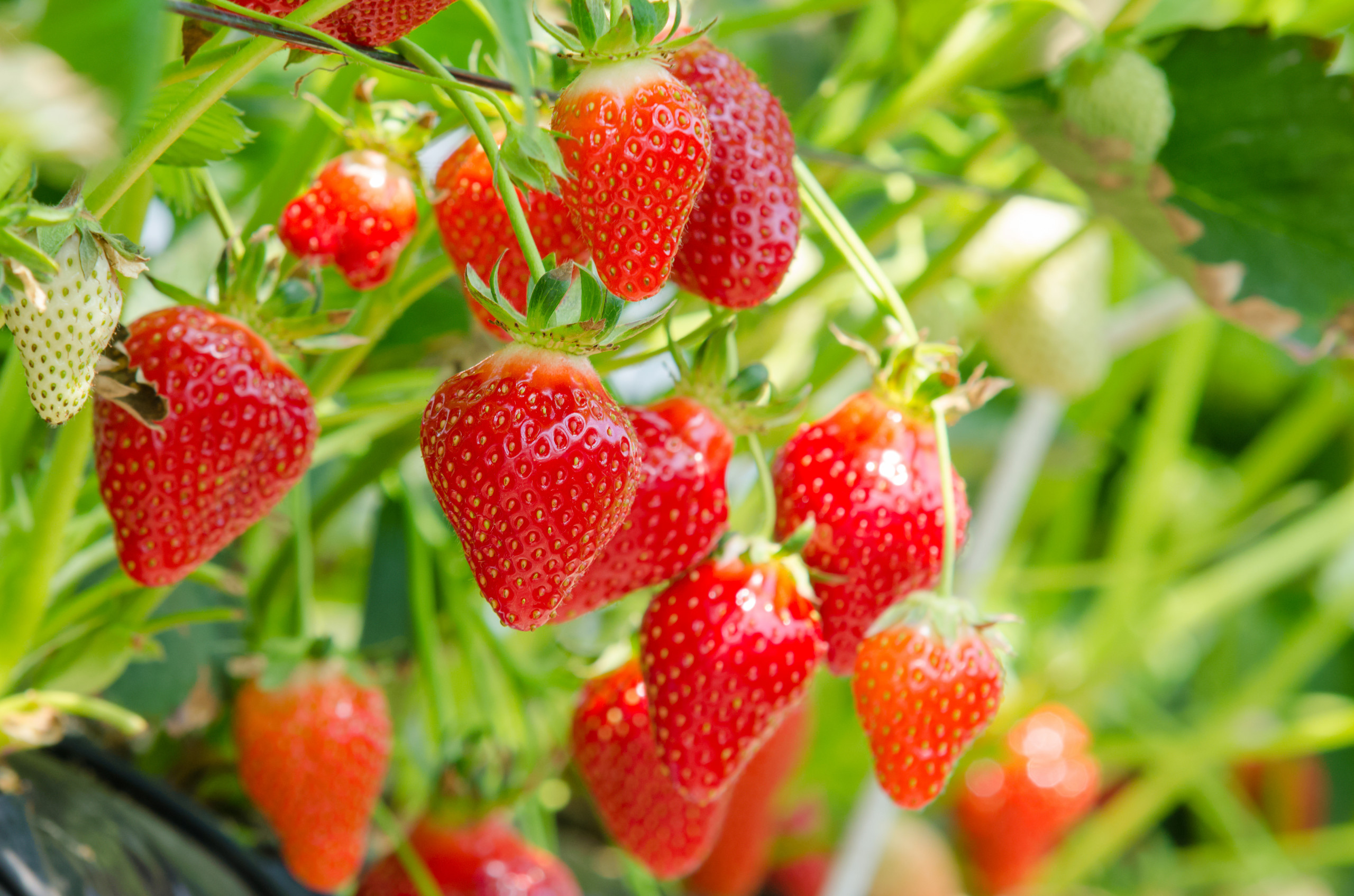 Fresh strawberries 39896983_l