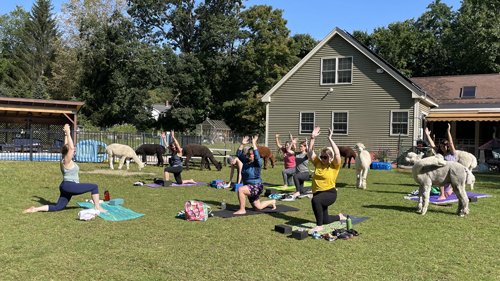 Alpaca-Your-Yoga-Mat