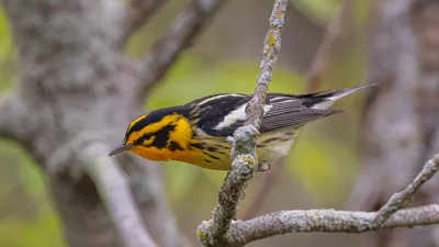 Birding-Adventures-with-Clay--Warblers,-Warblers,-Warblers