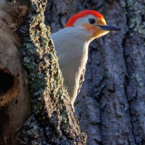 Birds in Massachusetts