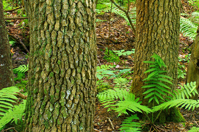 Black-Gum-Swamp-Old-Growth Black-Gum-Swamp-Old-Growth