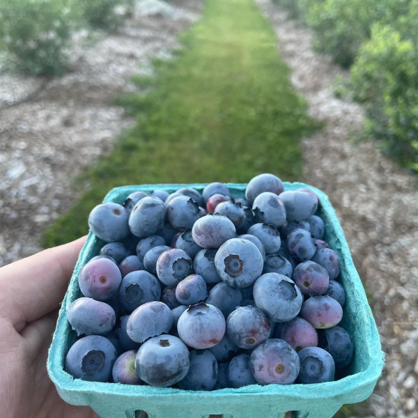 Blueberry Jamboree
