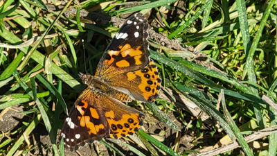 Butterfly-Release-in-MA