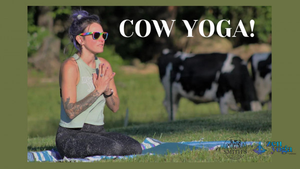 Cow Yoga at Smith Country Cheese