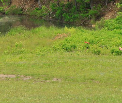 Disc-Golf-in-the-Heart-of-the-Massachusetts