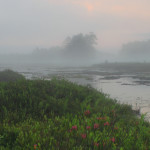 Harvard Forest Ponders Fate of World Forests