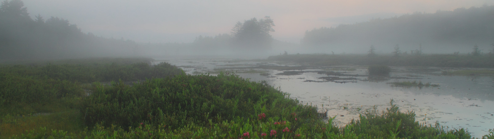 Harvard Forest Ponders Fate of World Forests