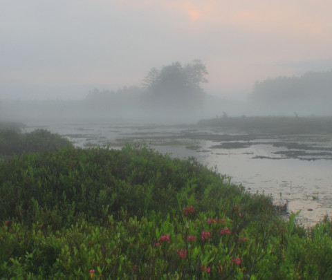 Harvard Forest Ponders Fate of World Forests