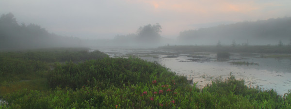 Harvard Forest Ponders Fate of World Forests