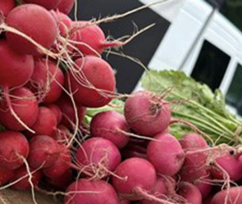 Massachusetts Farmer Market
