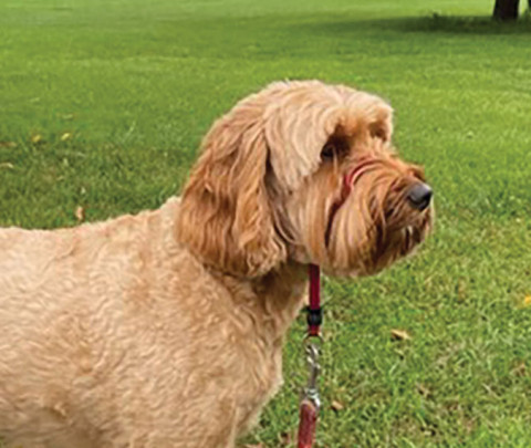 Outings-with-Pets-in-Massachusetts