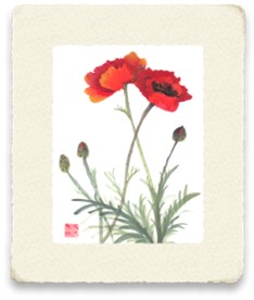 Poppies