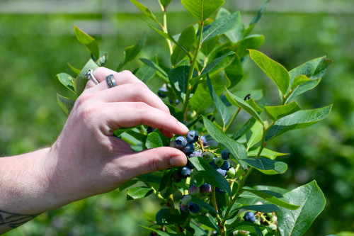 Red Apple Farm - Blueberry Festival