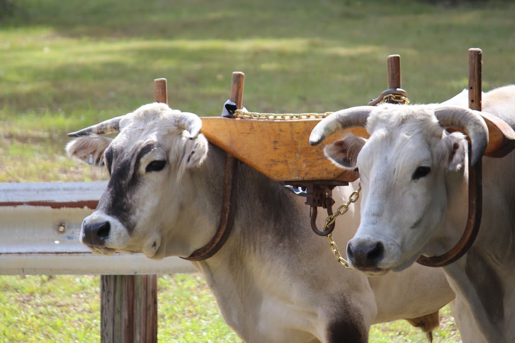 Sterling-Fair-Oxen