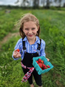 Strawberries-in-Massachusetts
