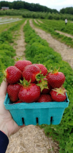 Strawberries-in-Massachusetts-Farm-1