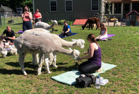 Yoga-with-Alpaca