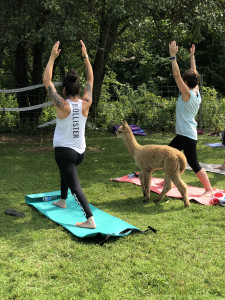 Yoga-with-Alpaca-in-Massachusetts