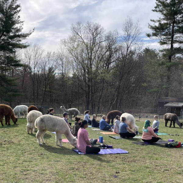Yoga with Alpaca in Massachusetts