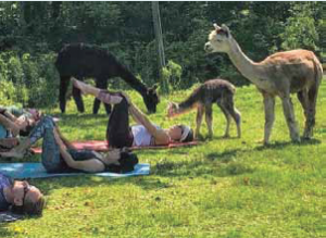 alpaca-yoga-1