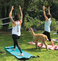 alpaca-yoga-2