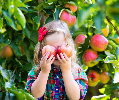 Little girl picking apples from tree in a fruit orchard