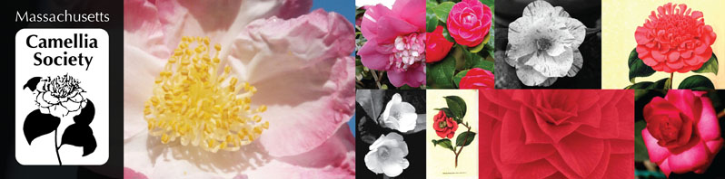 camellia_masthead