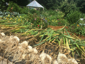 garlic in massachusetts