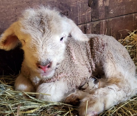 horned-dorset-baby