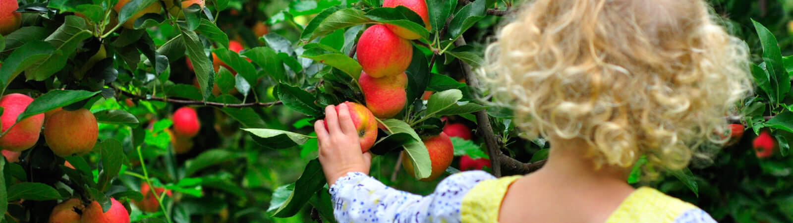 apple picking