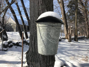 maple bucket in snow at big head freds