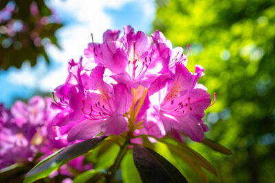 rhododendron-400x267