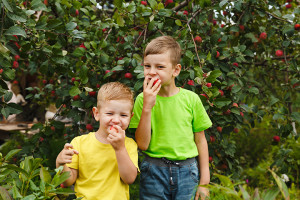 Summer,And,Autumn,Activity.,Two,Young,Child,Boys,Eat,Fresh shutterstock_1960395961