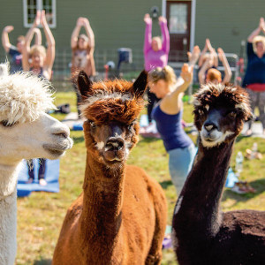 yoga-alpacas-massachusetts
